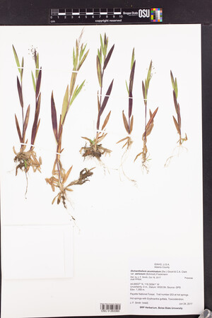 Dichanthelium acuminatum subsp. sericeum image