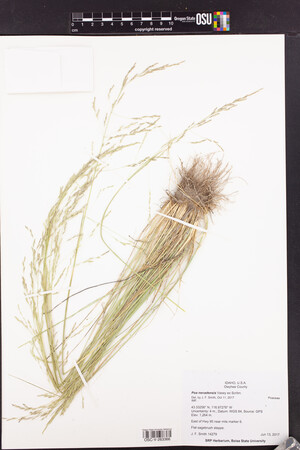 Image of Poa nevadensis