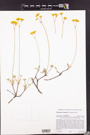 Eriogonum congdonii image