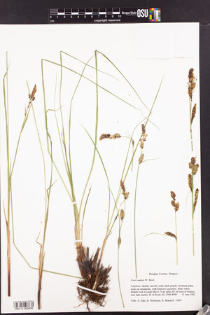 Carex nudata image