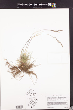 Festuca rubra subsp. commutata image