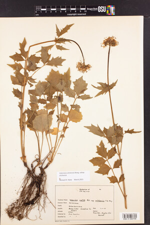 Valeriana sitchensis subsp. sitchensis image