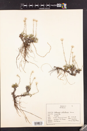 Antennaria suffrutescens image