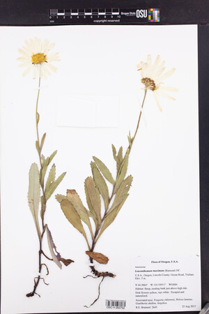Image of Leucanthemum maximum