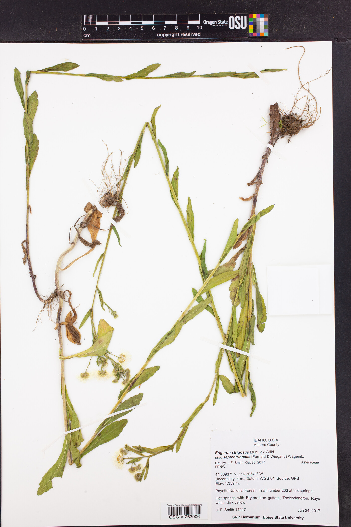 Erigeron strigosus subsp. septentrionalis image