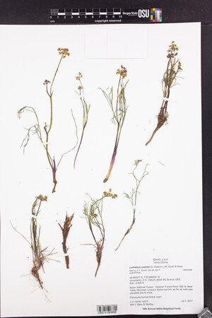 Lomatium cusickii image