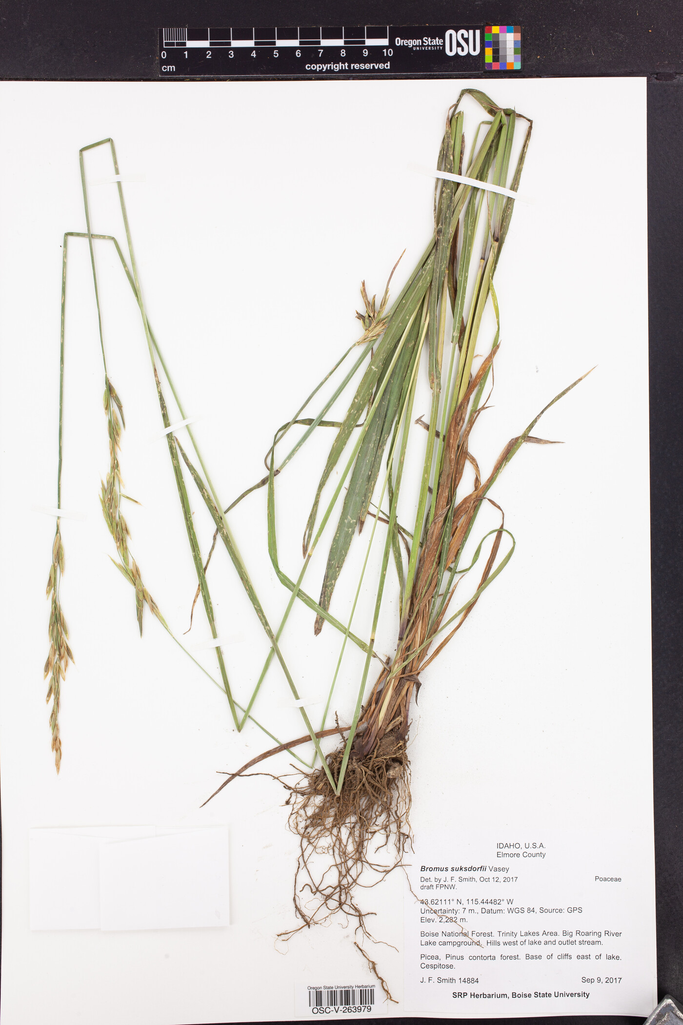 Bromus suksdorfii image