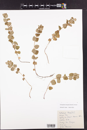 Clinopodium douglasii image