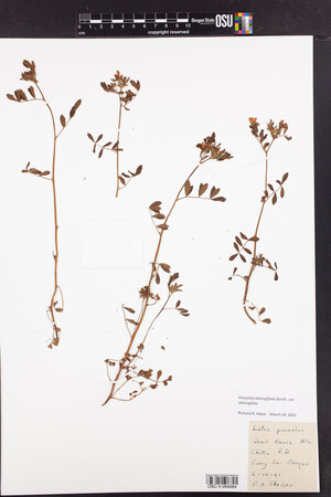 Hosackia oblongifolia image