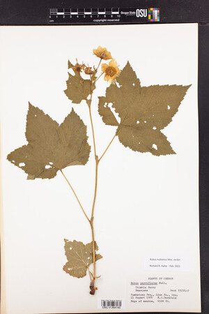 Rubus nutkanus image