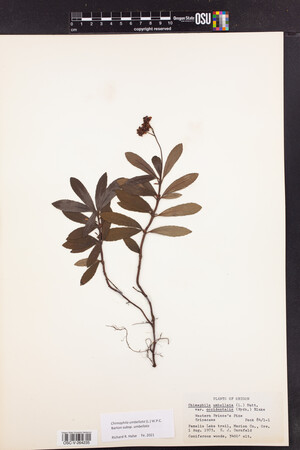 Chimaphila umbellata subsp. umbellata image