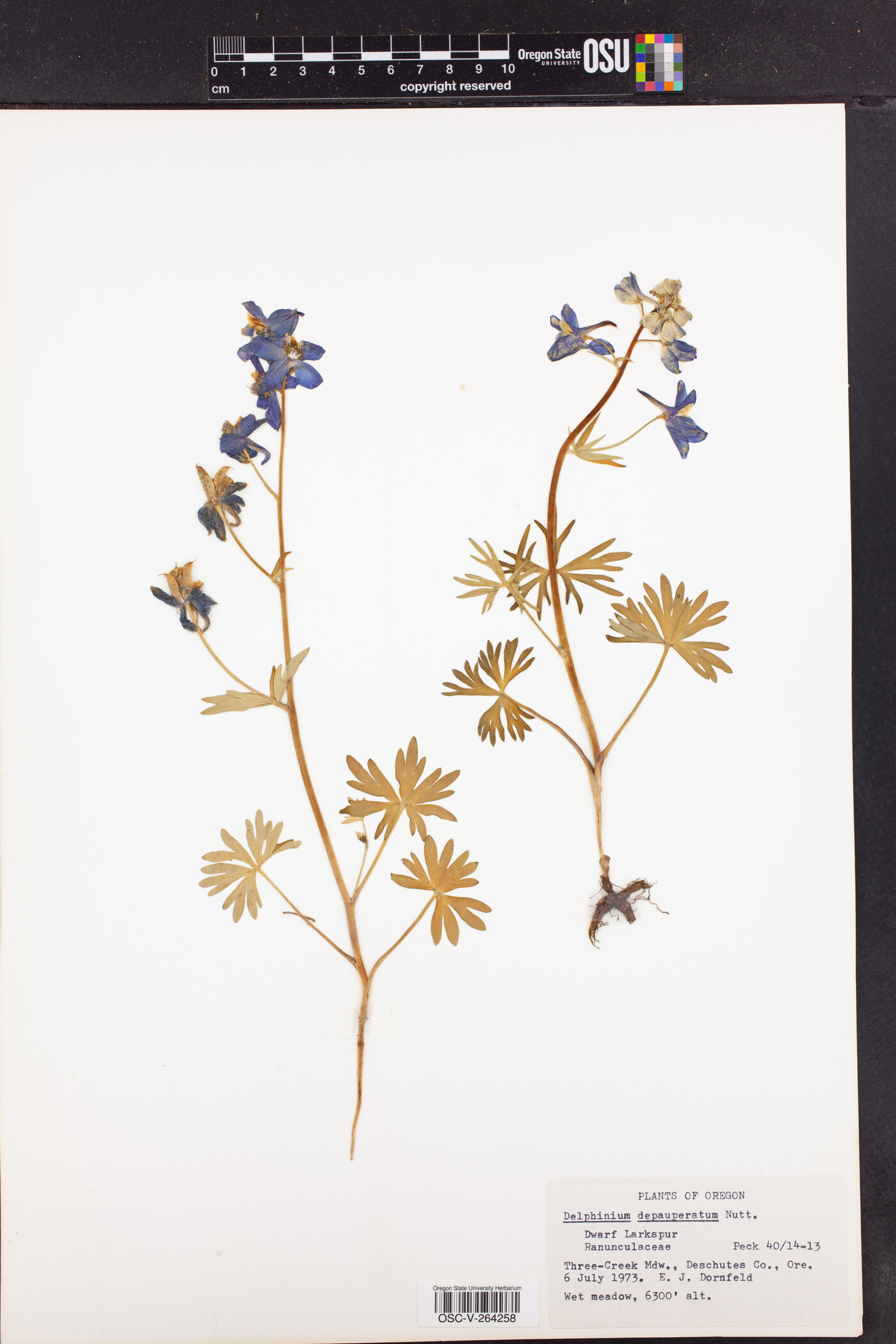 Delphinium depauperatum image