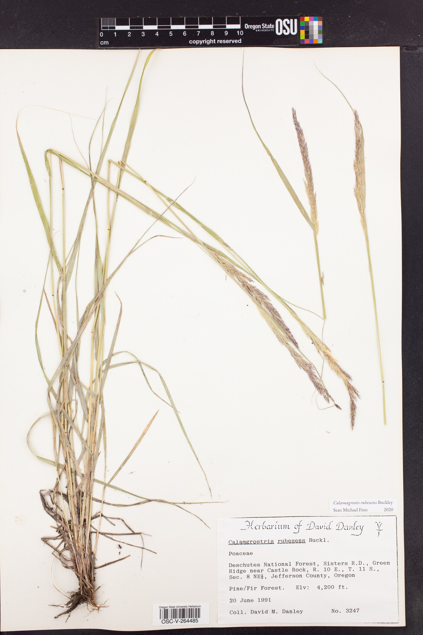 Calamagrostis rubescens image