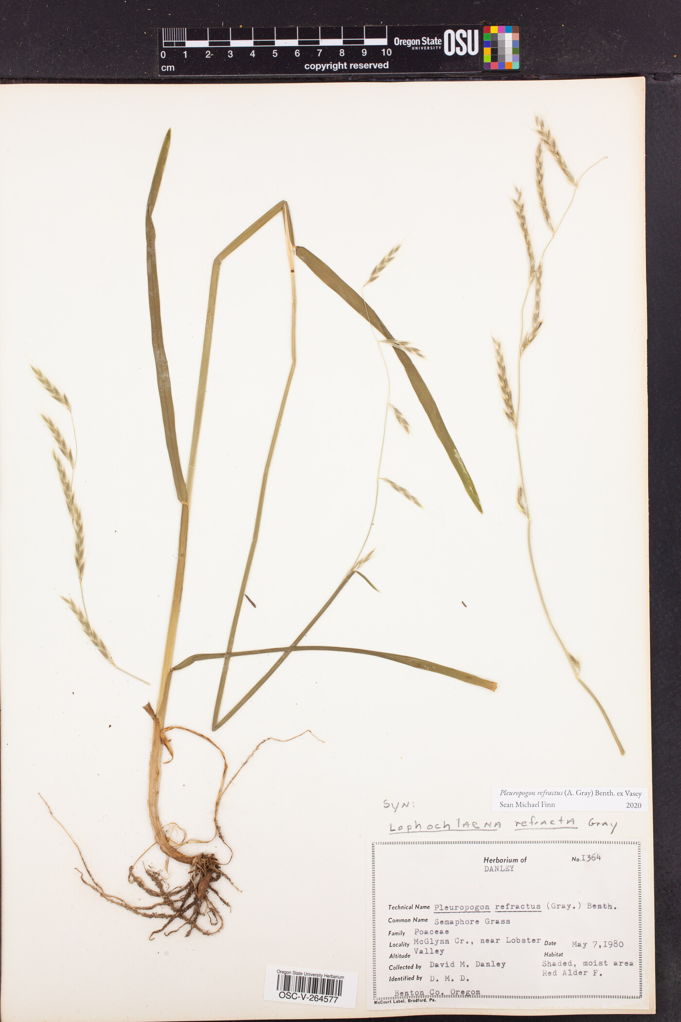 Pleuropogon refractus image