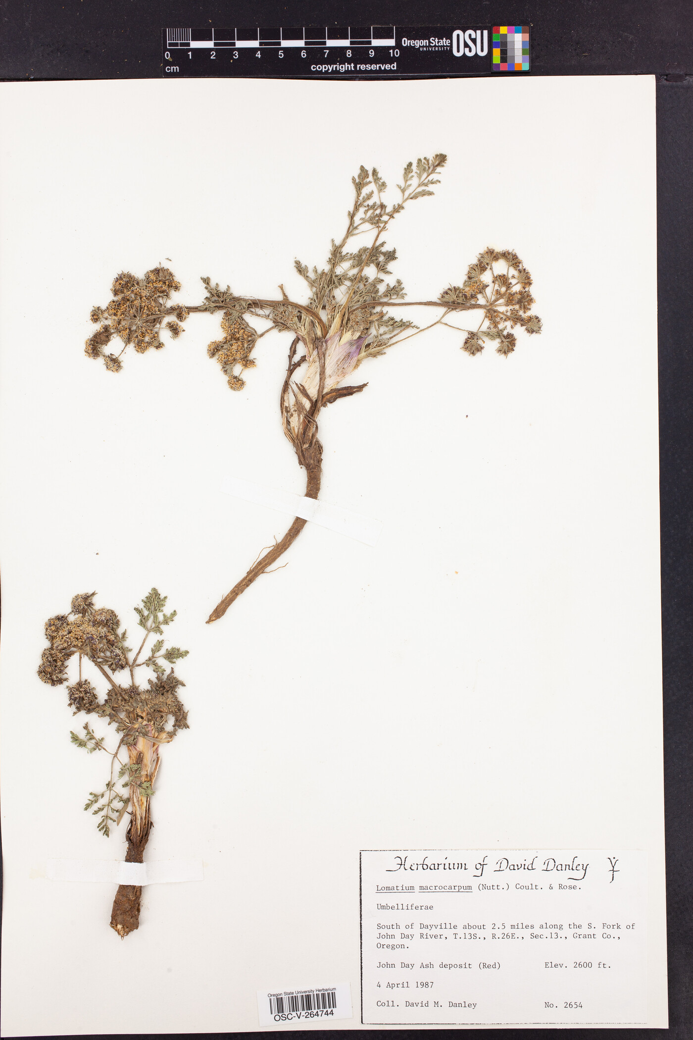 Lomatium macrocarpum image