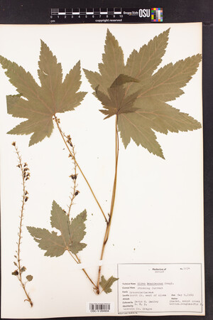 Ribes bracteosum image