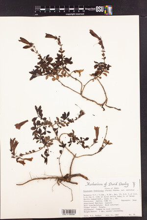Penstemon fruticosus var. serratus image
