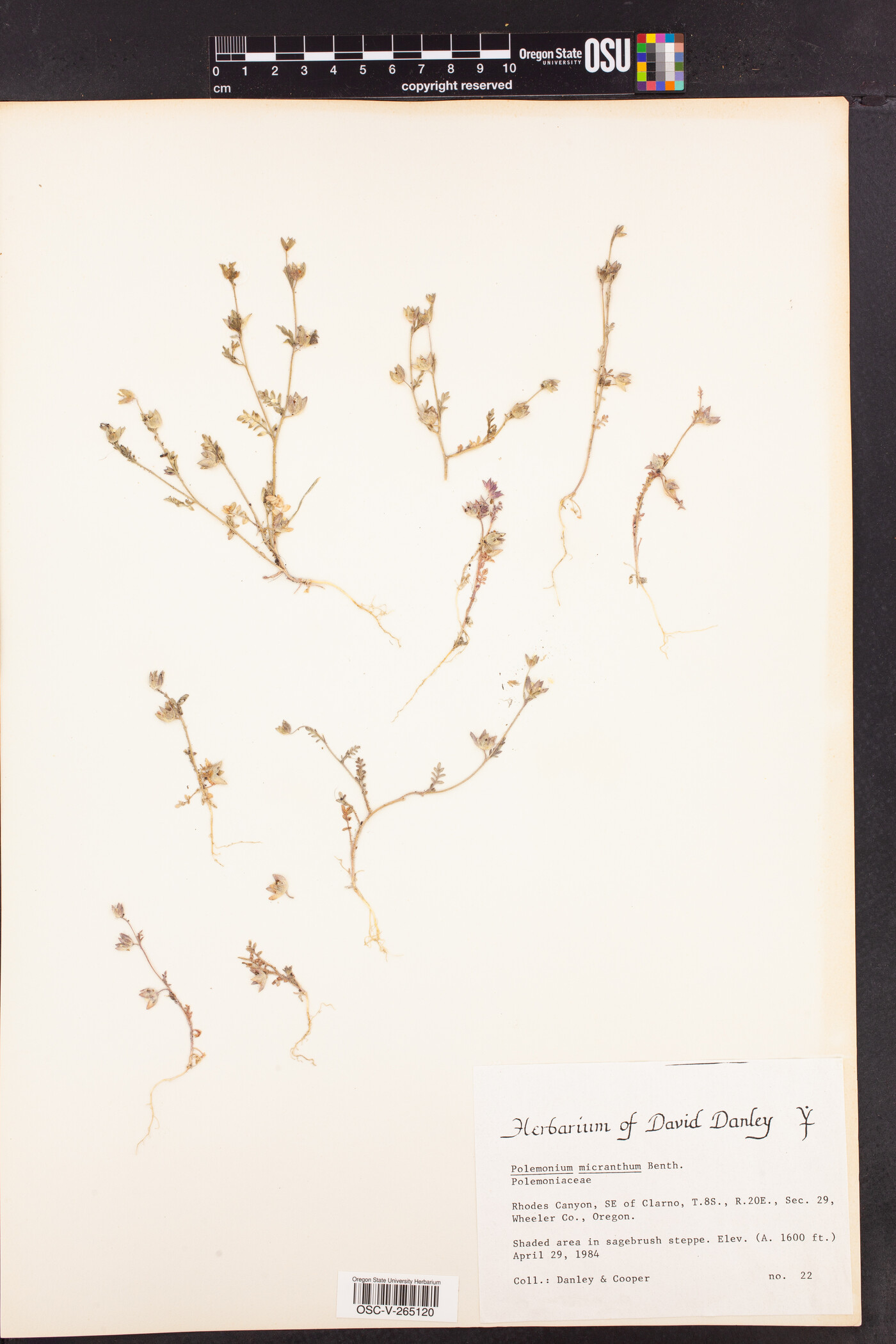 Polemonium micranthum image