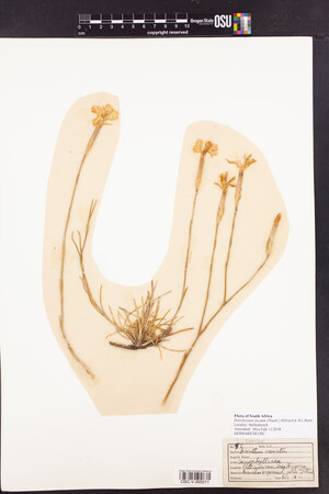 Dianthus crenatus image