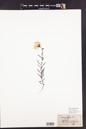 Drosera cistiflora image
