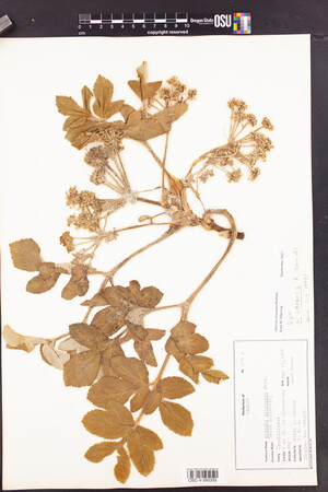 Glehnia littoralis subsp. leiocarpa image