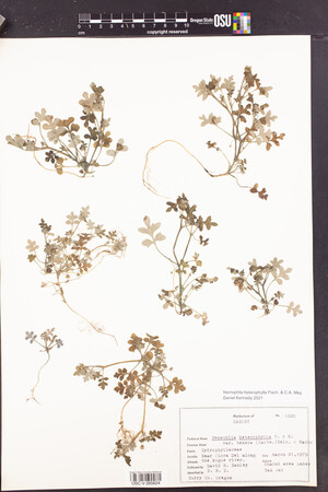 Nemophila heterophylla image