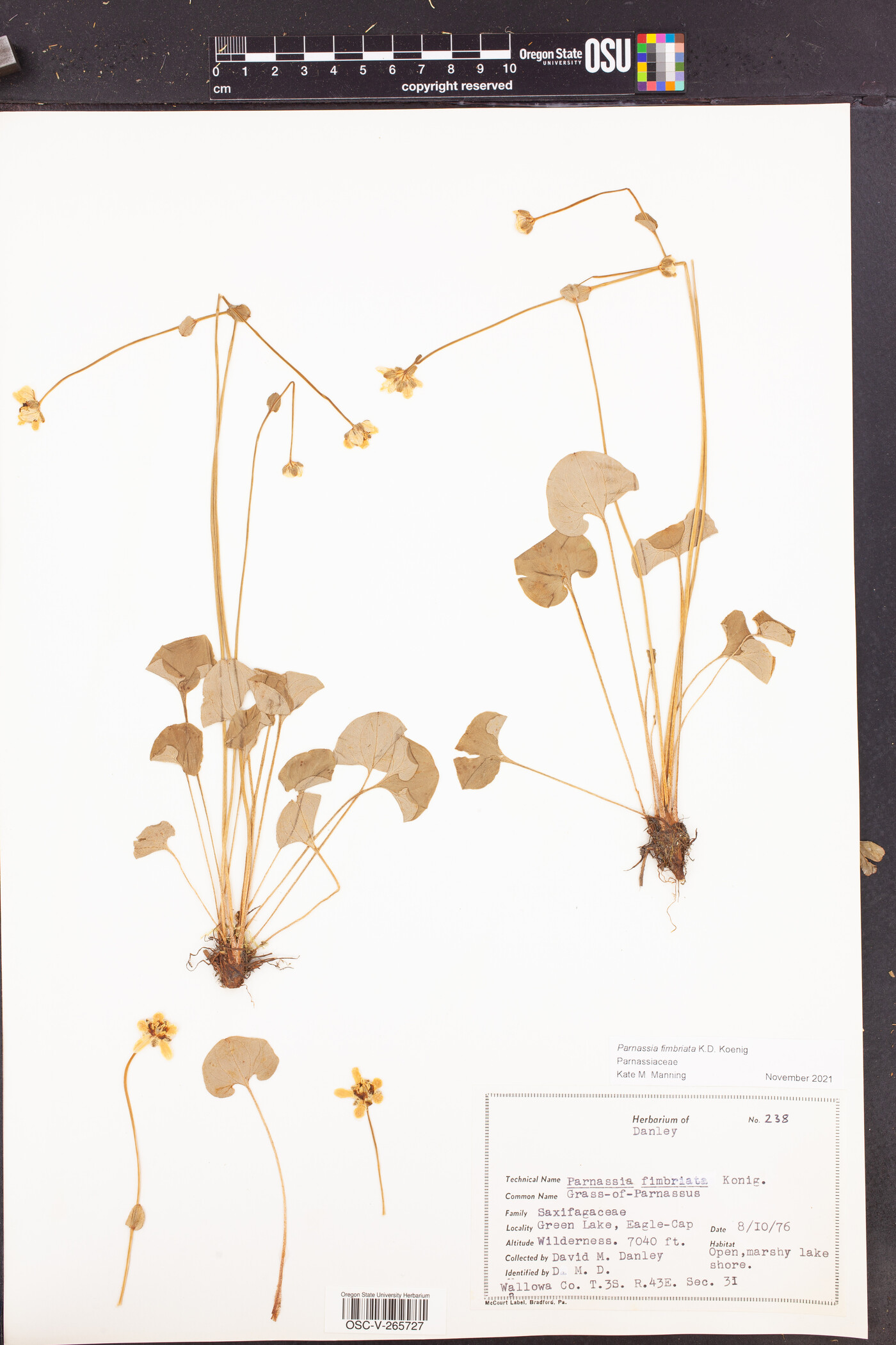 Parnassiaceae image