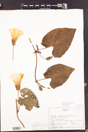 Calystegia atriplicifolia image