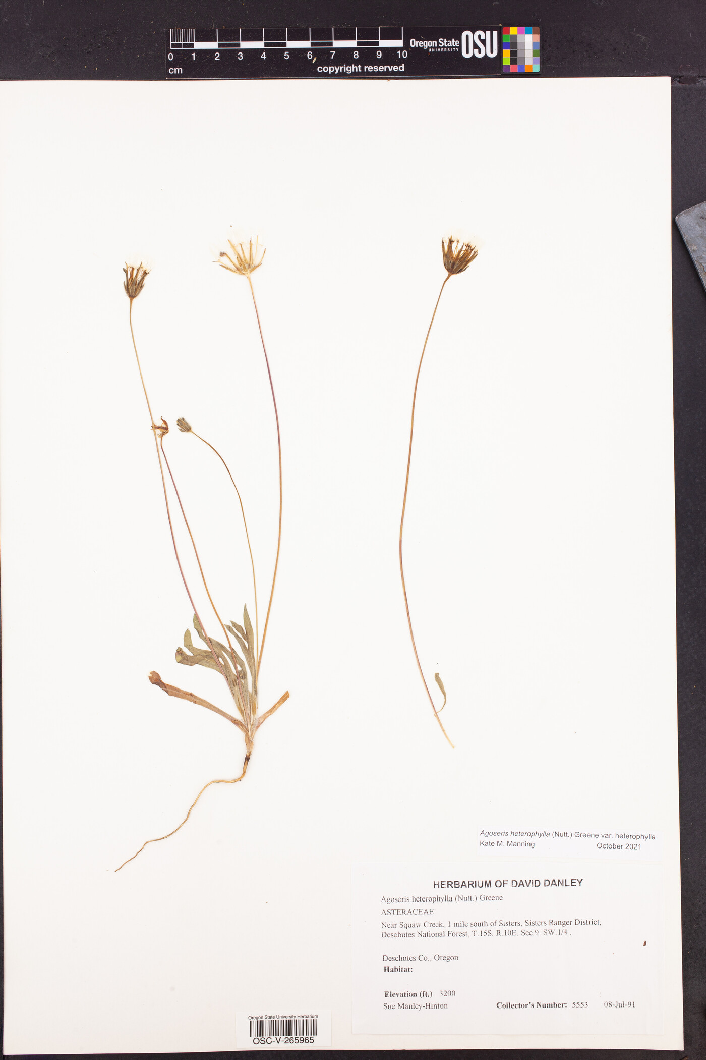 Agoseris heterophylla image