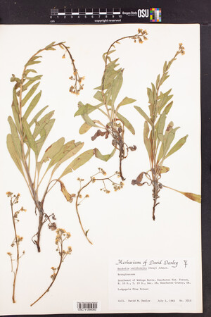 Hackelia californica image