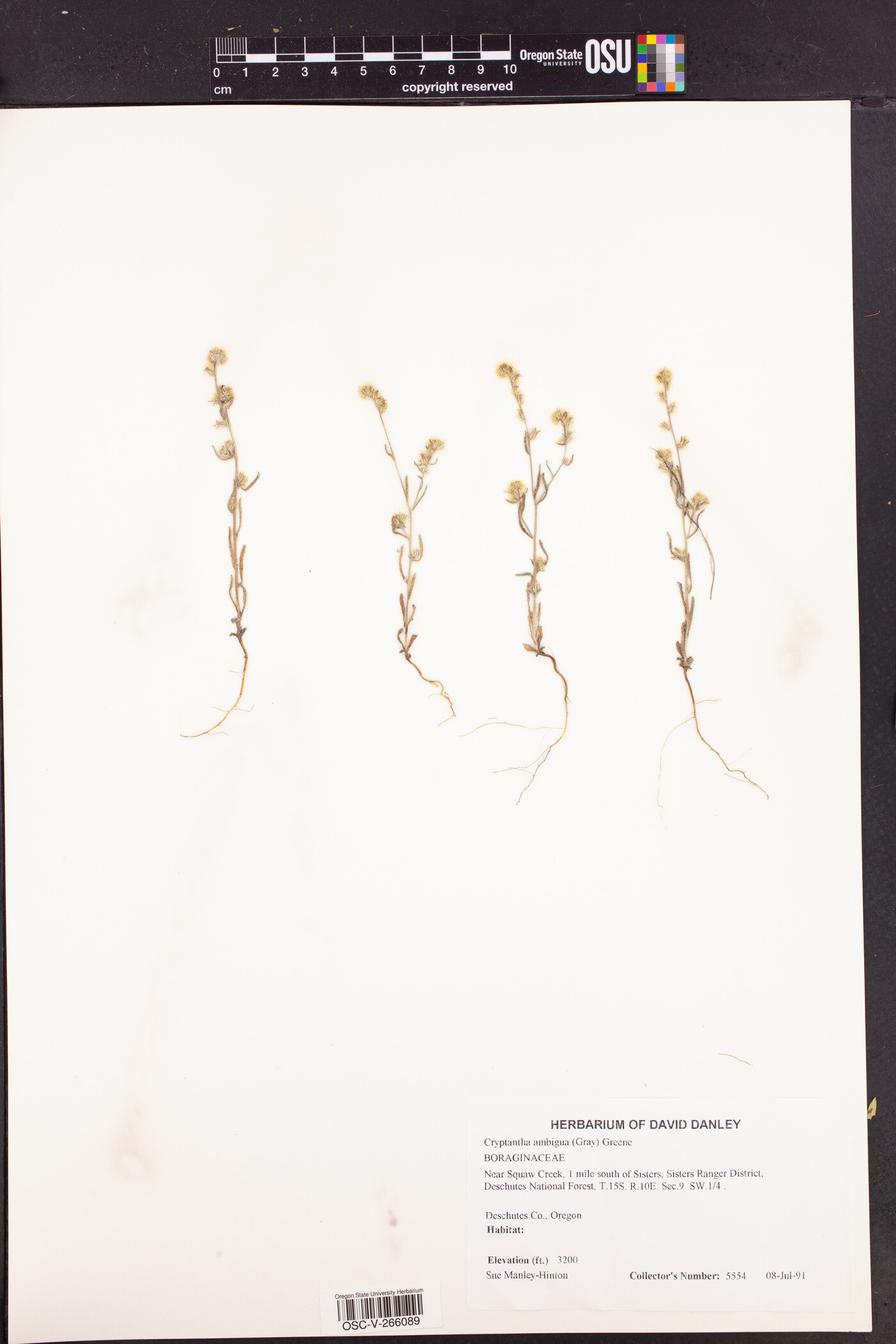 Cryptantha ambigua image