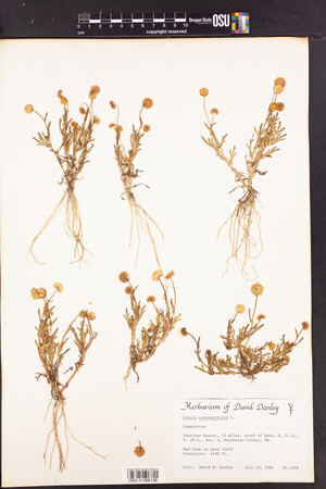 Cotula coronopifolia image