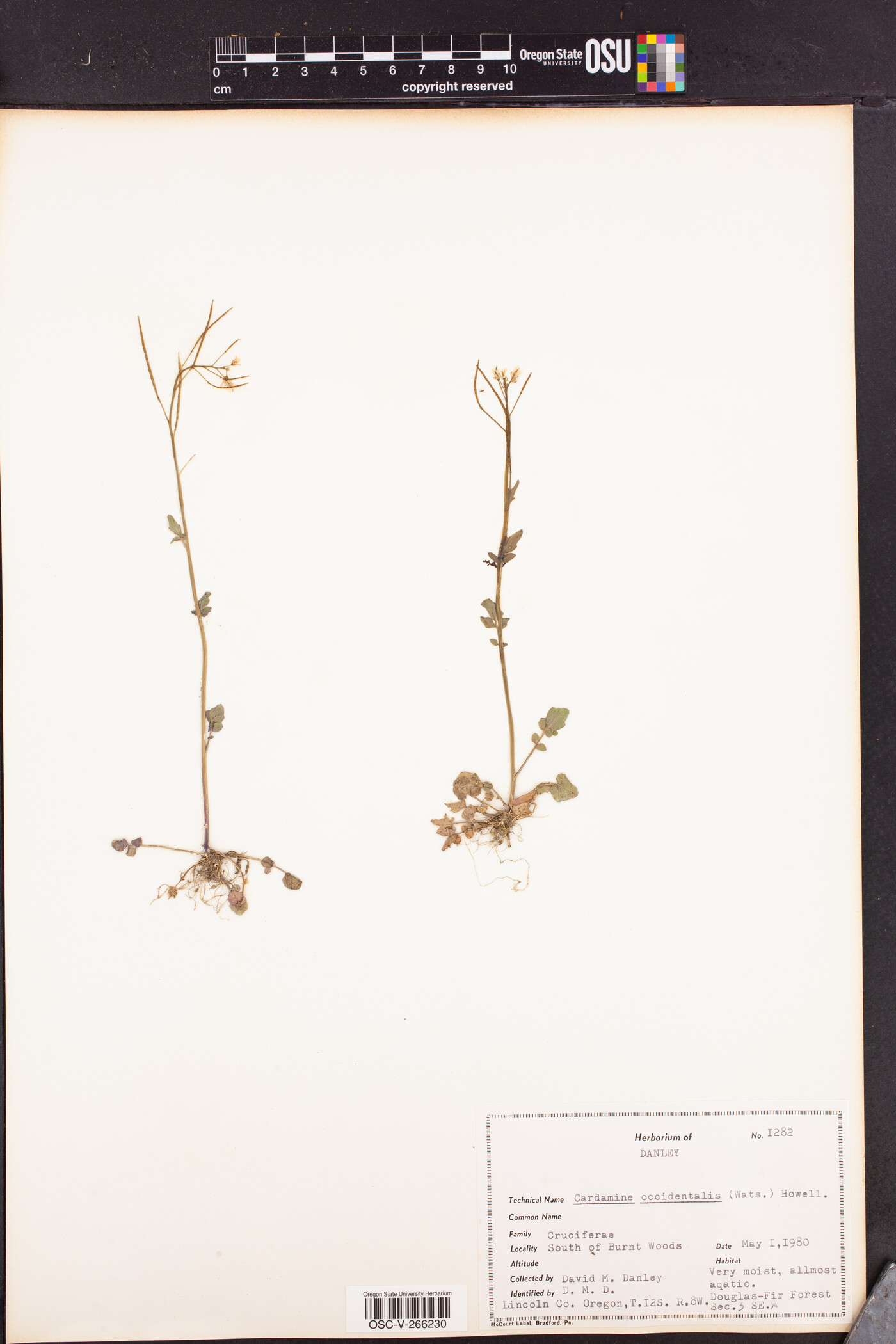 Cardamine occidentalis image