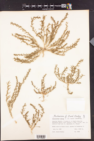 Chenopodium rubrum var. humile image