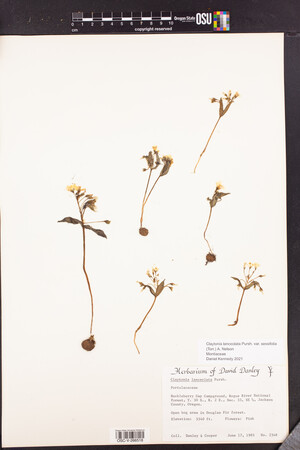 Claytonia lanceolata var. sessilifolia image