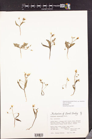 Claytonia lanceolata var. sessilifolia image