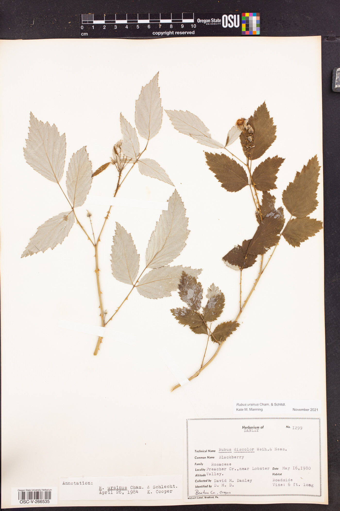 Rubus ursinus image