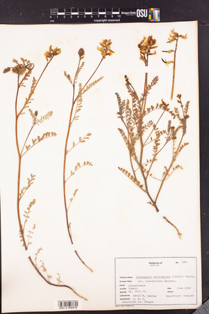 Astragalus curvicarpus var. brachycodon image