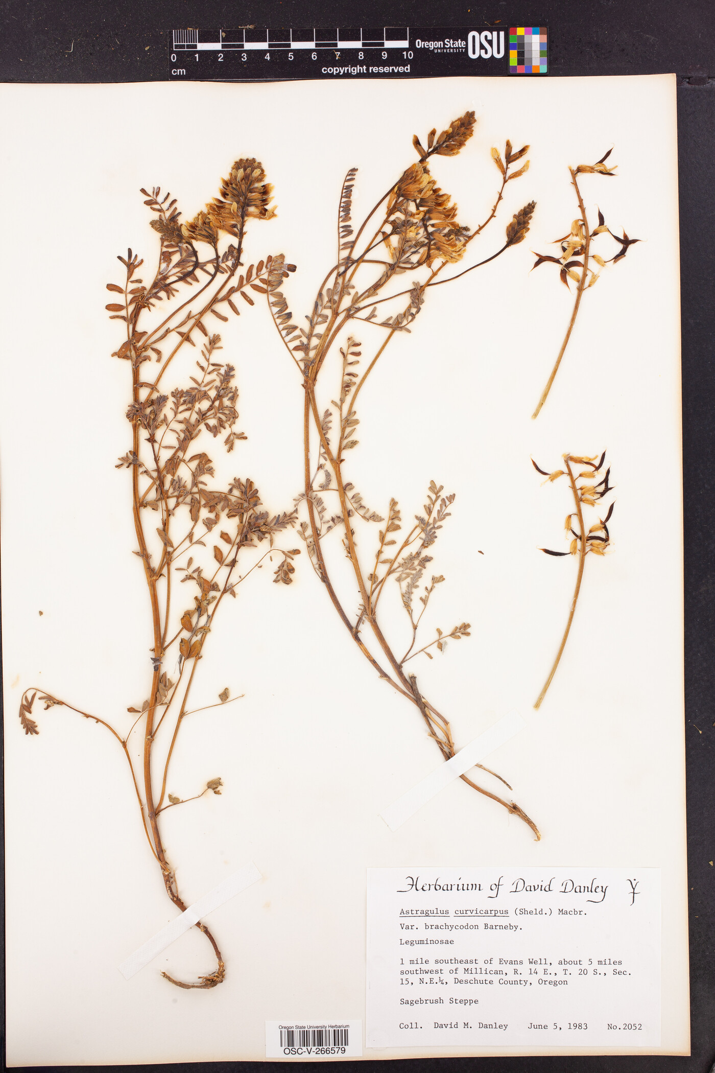 Astragalus curvicarpus var. brachycodon image