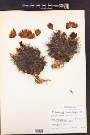 Pediocactus nigrispinus image