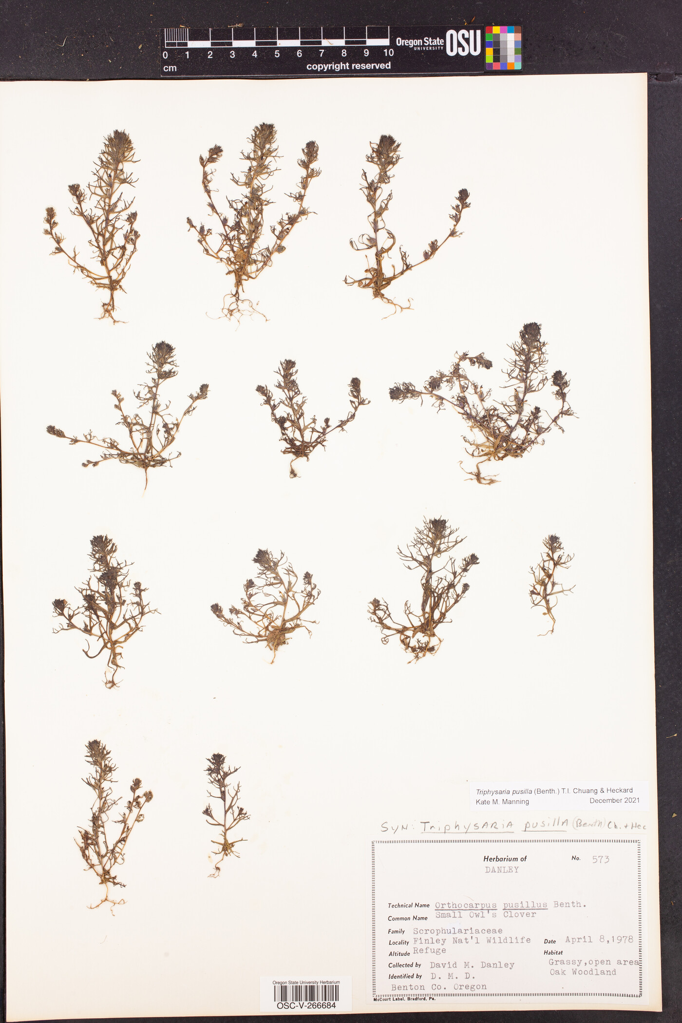 Triphysaria pusilla image