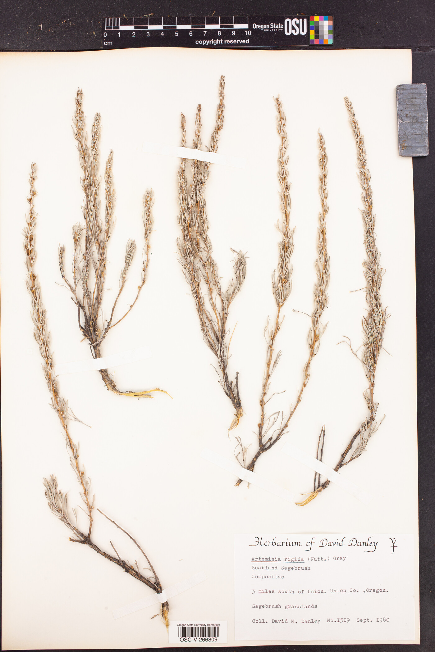 Artemisia rigida image