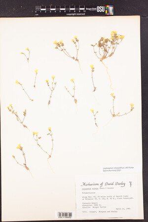 Image of Leptosiphon chrysanthus