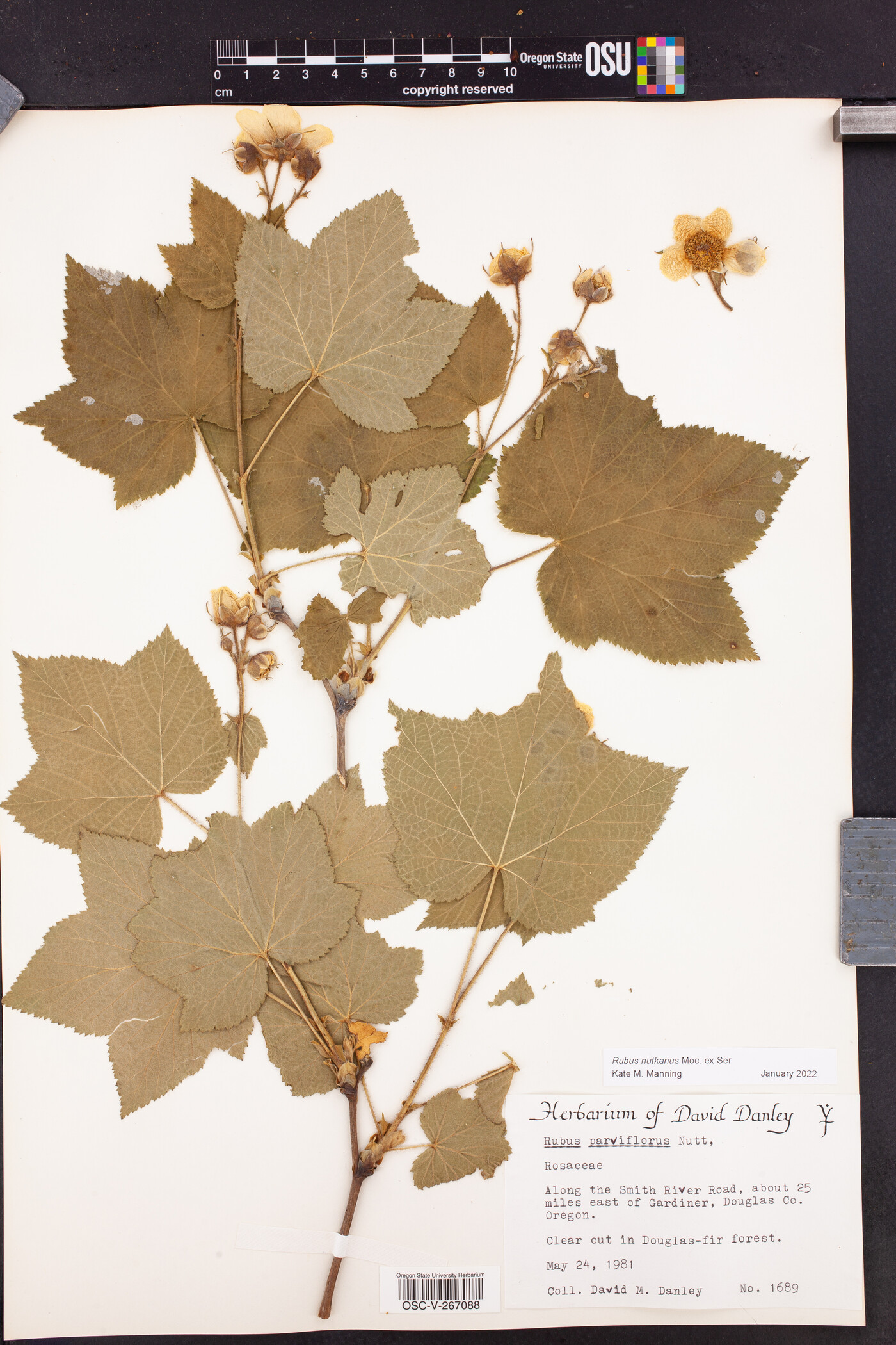 Rubus nutkanus image