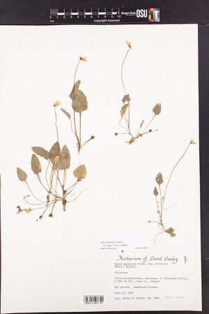 Viola vallicola var. major image