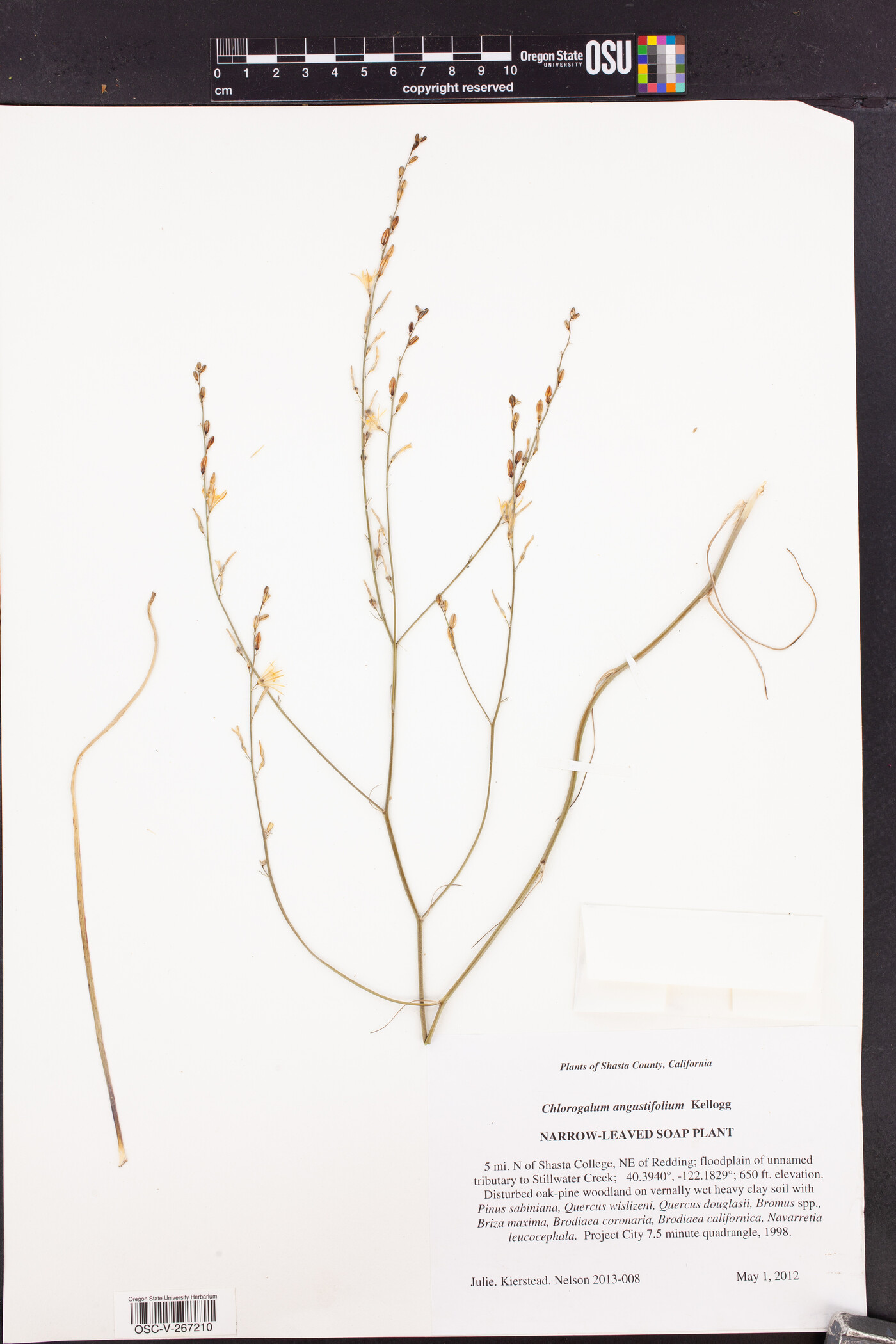 Chlorogalum angustifolium image