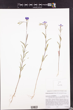 Clarkia lassenensis image