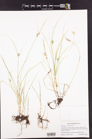 Image of Carex inversa