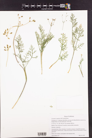 Lomatium congdonii image