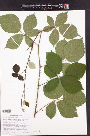 Rubus vestitus image
